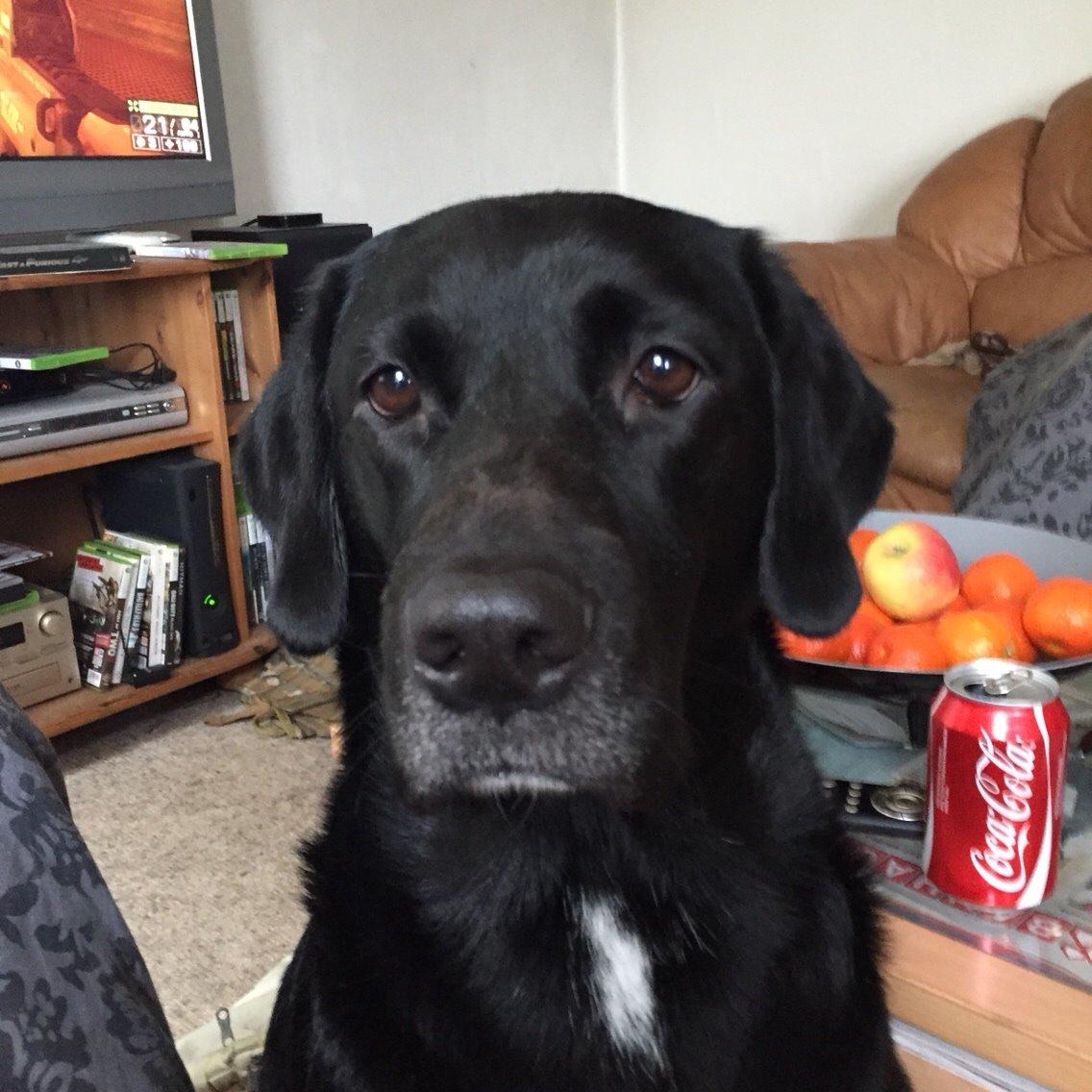 Labrador retriever Lucky billede 5