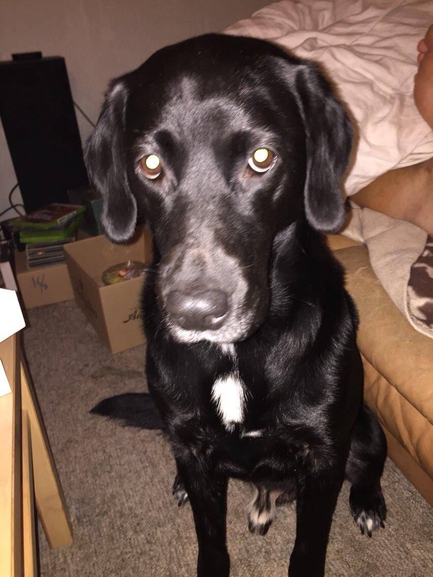 Labrador retriever Lucky billede 1