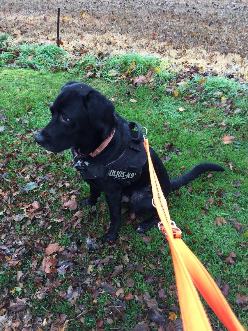 Labrador retriever Lucky billede 6