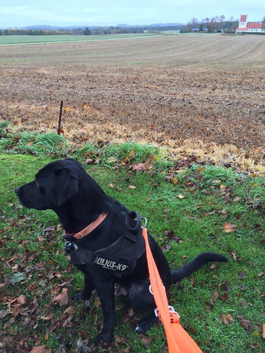 Labrador retriever Lucky billede 8