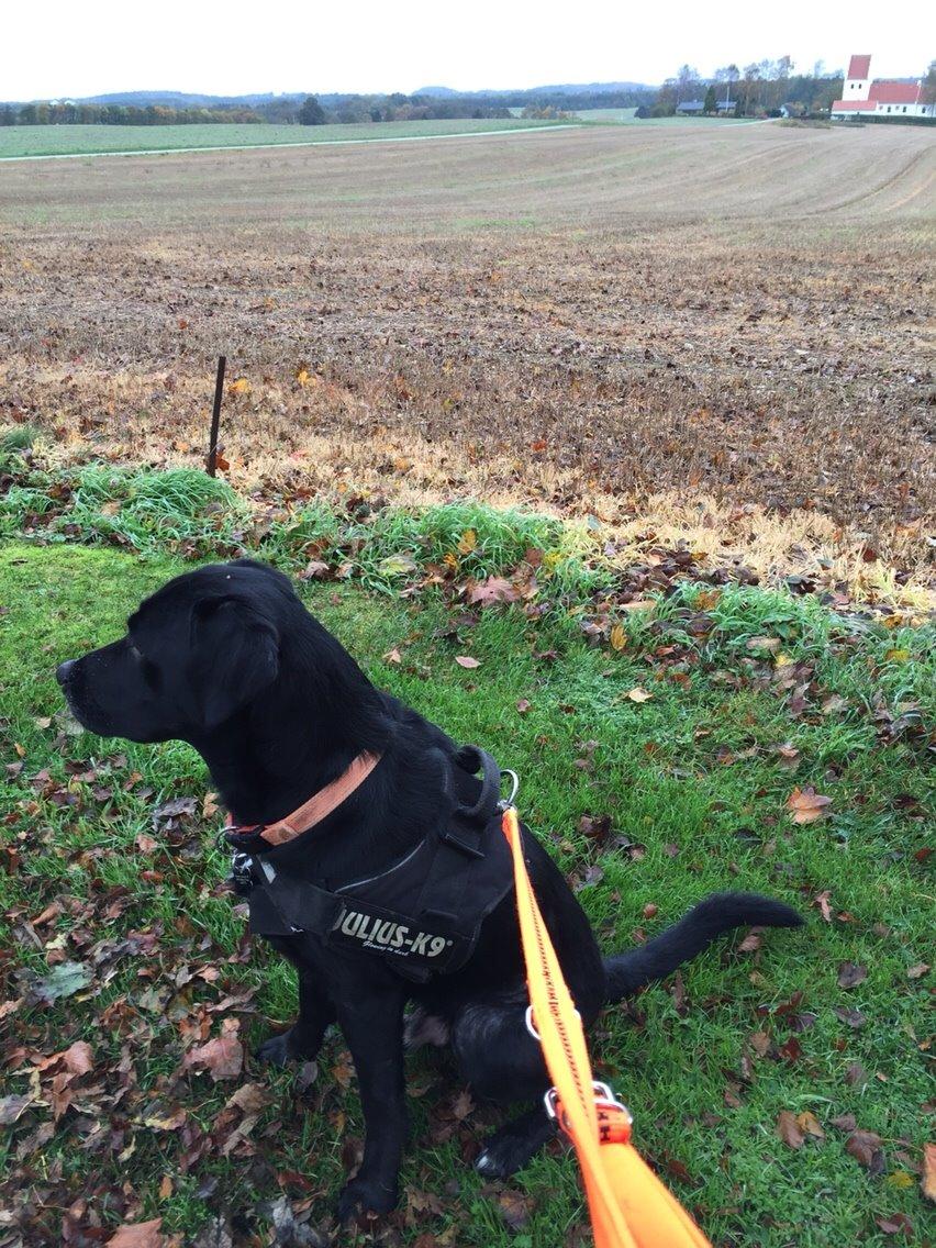 Labrador retriever Lucky billede 7