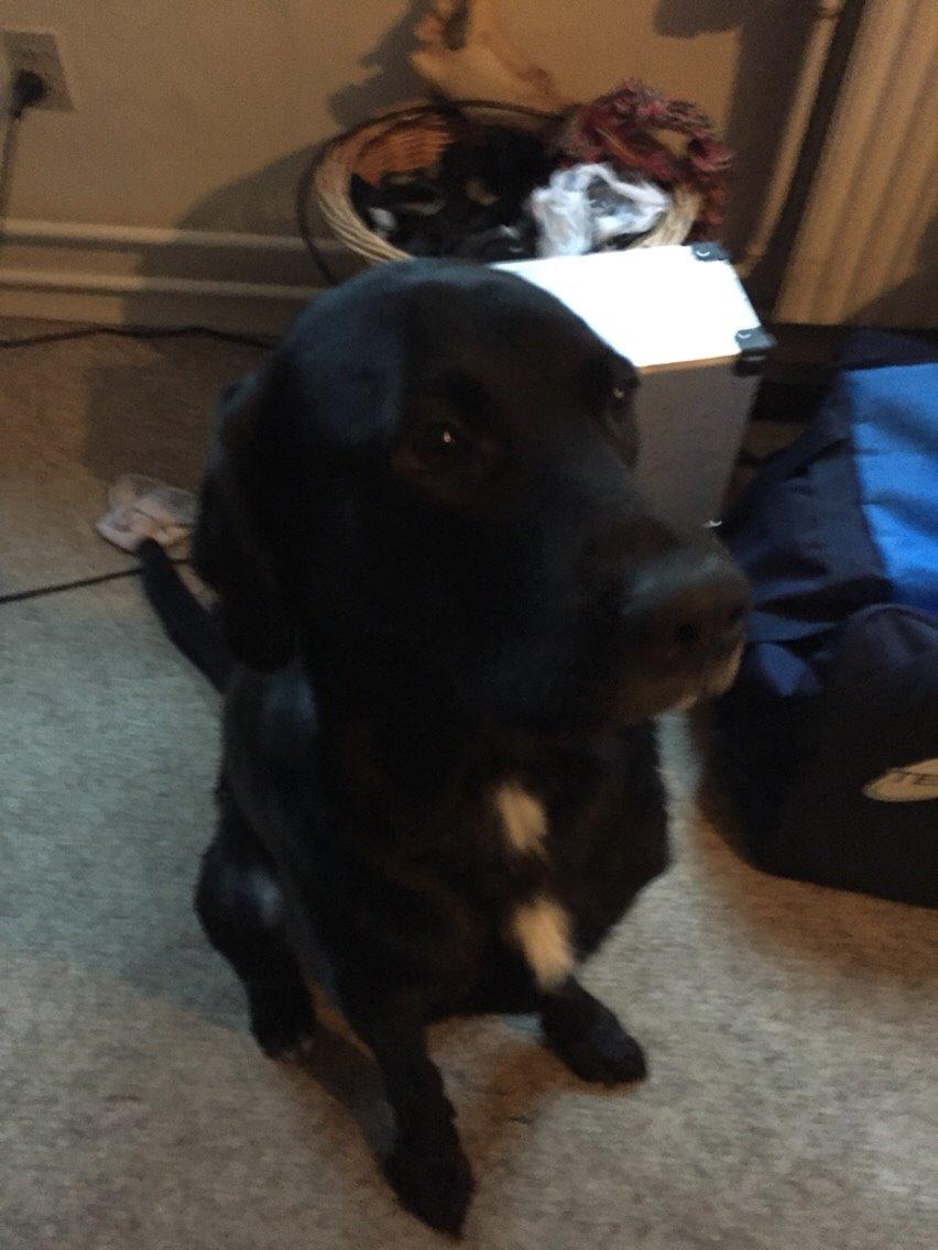 Labrador retriever Lucky billede 9