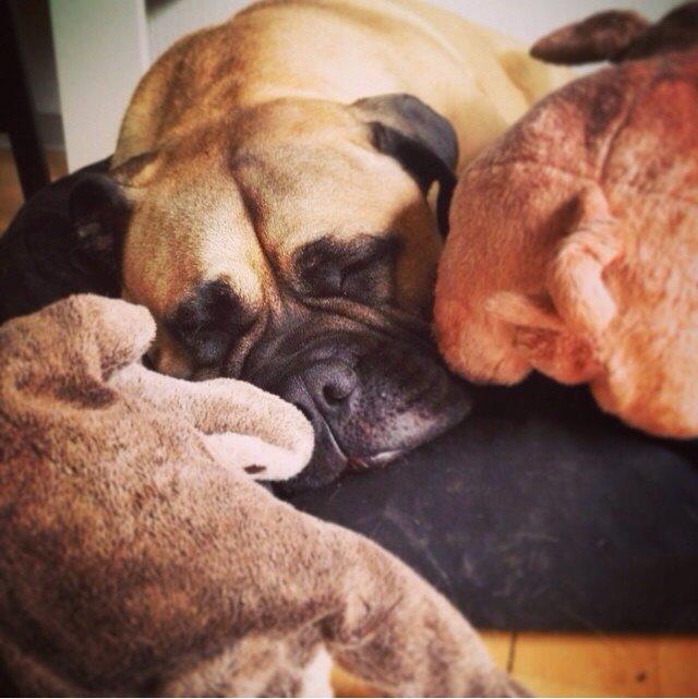 Bullmastiff Raya (Bullgrin's 'N Librrani No Mercy) billede 30