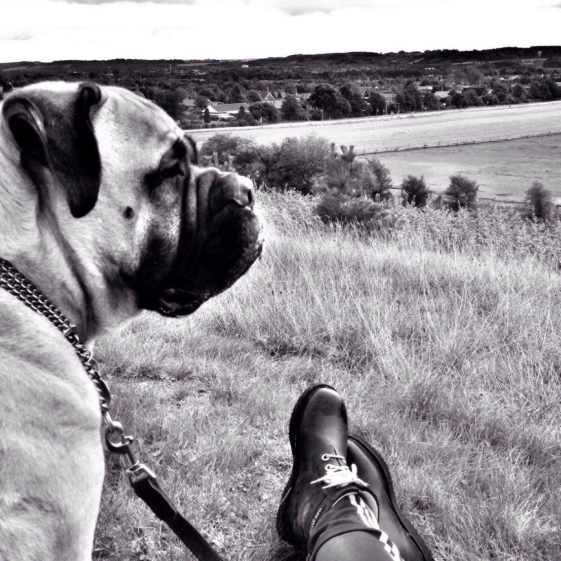 Bullmastiff Raya (Bullgrin's 'N Librrani No Mercy) billede 29