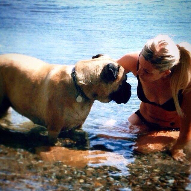 Bullmastiff Raya (Bullgrin's 'N Librrani No Mercy) billede 34