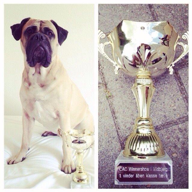 Bullmastiff Raya (Bullgrin's 'N Librrani No Mercy) billede 36