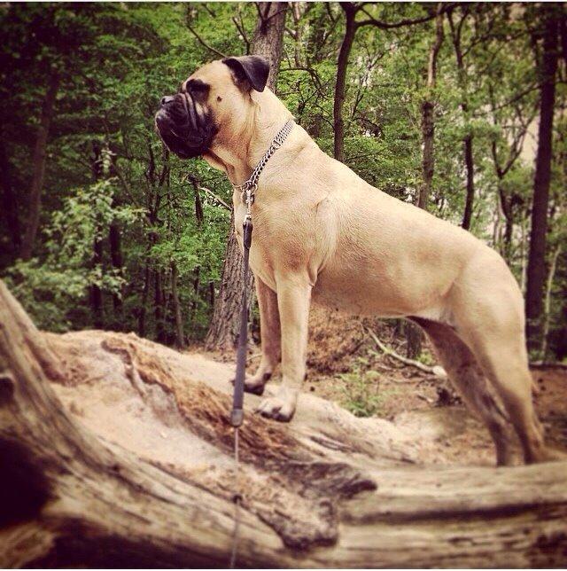 Bullmastiff Raya (Bullgrin's 'N Librrani No Mercy) billede 37