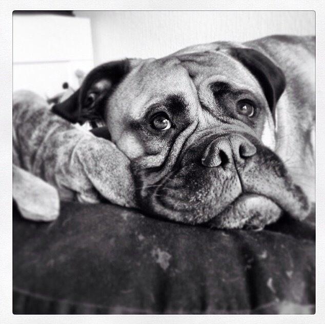 Bullmastiff Raya (Bullgrin's 'N Librrani No Mercy) billede 38