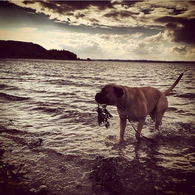 Bullmastiff Raya (Bullgrin's 'N Librrani No Mercy) billede 39
