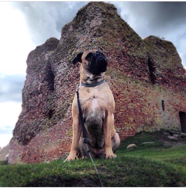 Bullmastiff Raya (Bullgrin's 'N Librrani No Mercy) billede 41