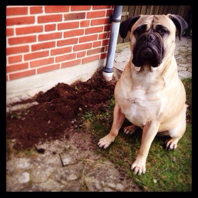 Bullmastiff Raya (Bullgrin's 'N Librrani No Mercy) billede 43