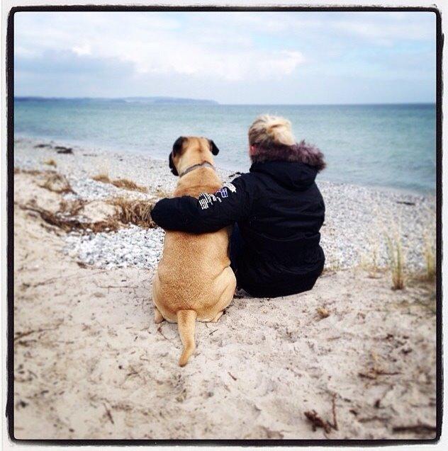 Bullmastiff Raya (Bullgrin's 'N Librrani No Mercy) billede 42