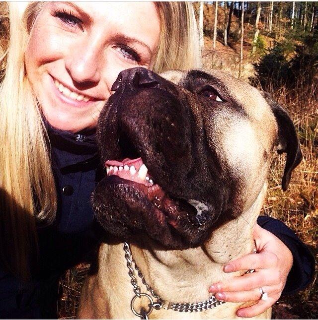 Bullmastiff Raya (Bullgrin's 'N Librrani No Mercy) billede 44