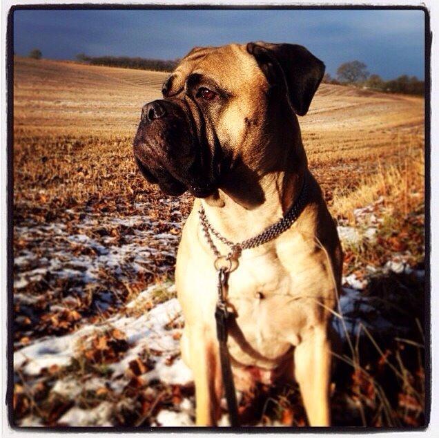 Bullmastiff Raya (Bullgrin's 'N Librrani No Mercy) billede 45