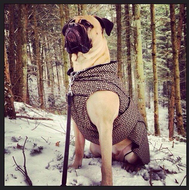 Bullmastiff Raya (Bullgrin's 'N Librrani No Mercy) billede 46