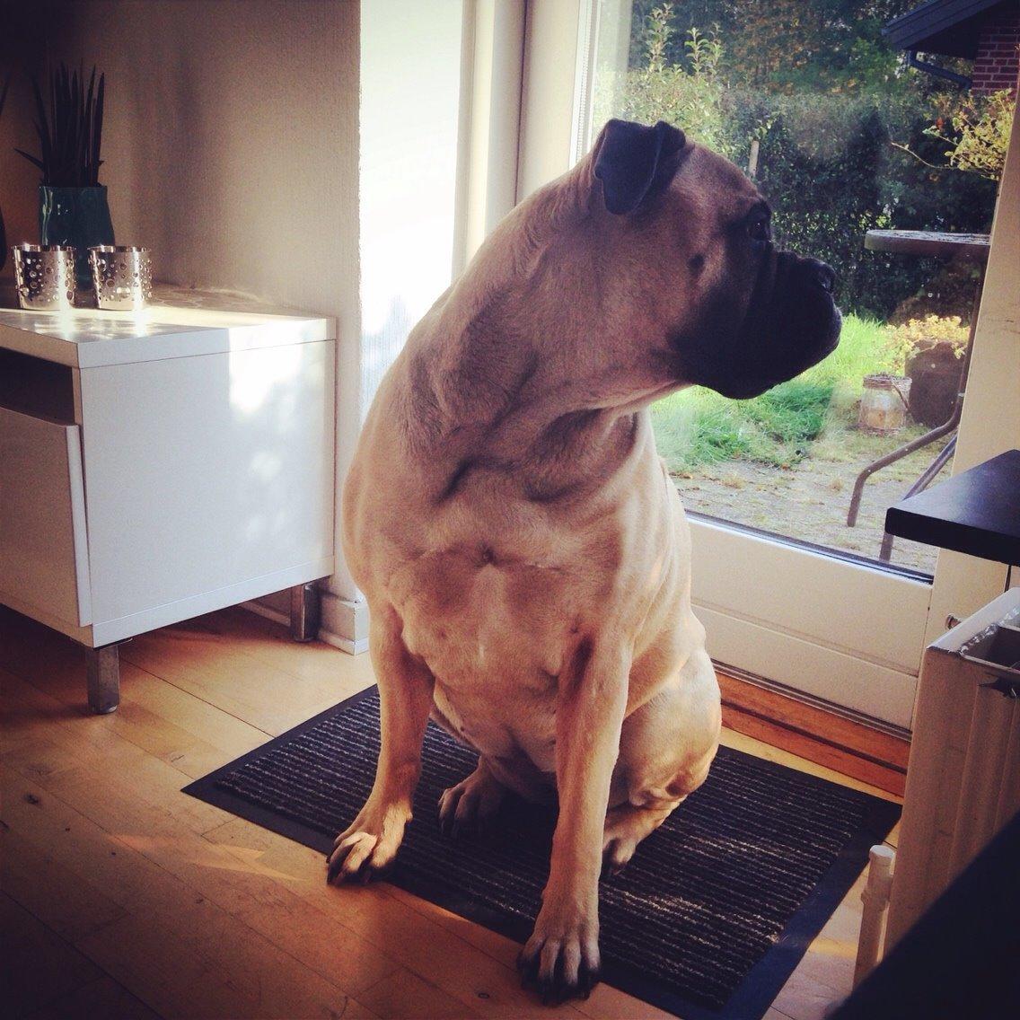 Bullmastiff Raya (Bullgrin's 'N Librrani No Mercy) billede 48