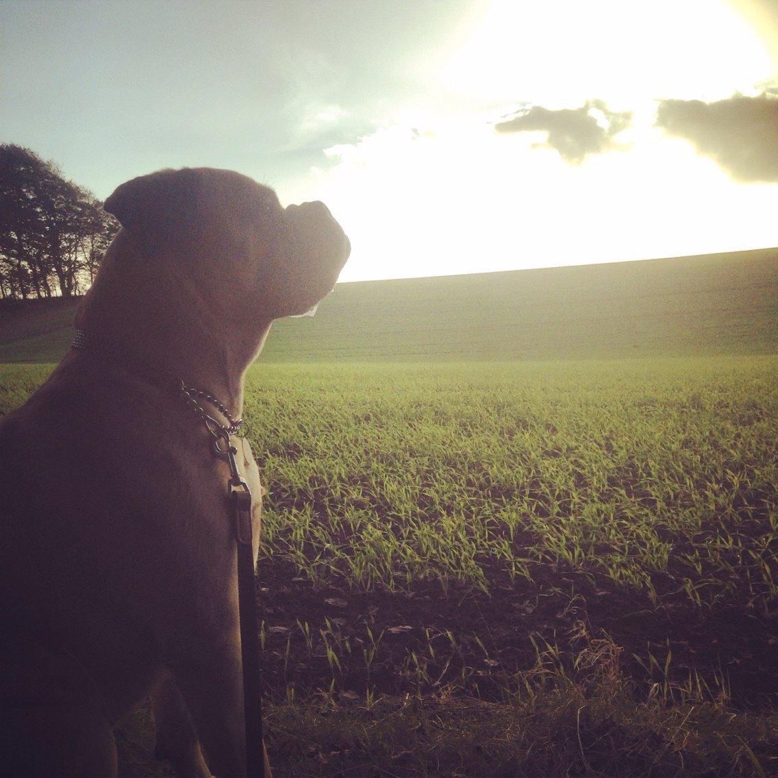 Bullmastiff Raya (Bullgrin's 'N Librrani No Mercy) billede 47