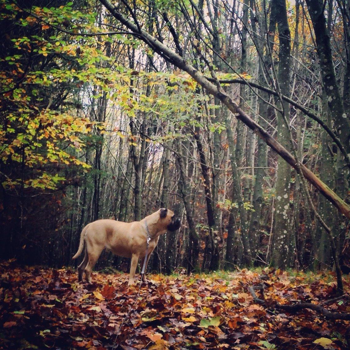 Bullmastiff Raya (Bullgrin's 'N Librrani No Mercy) billede 49