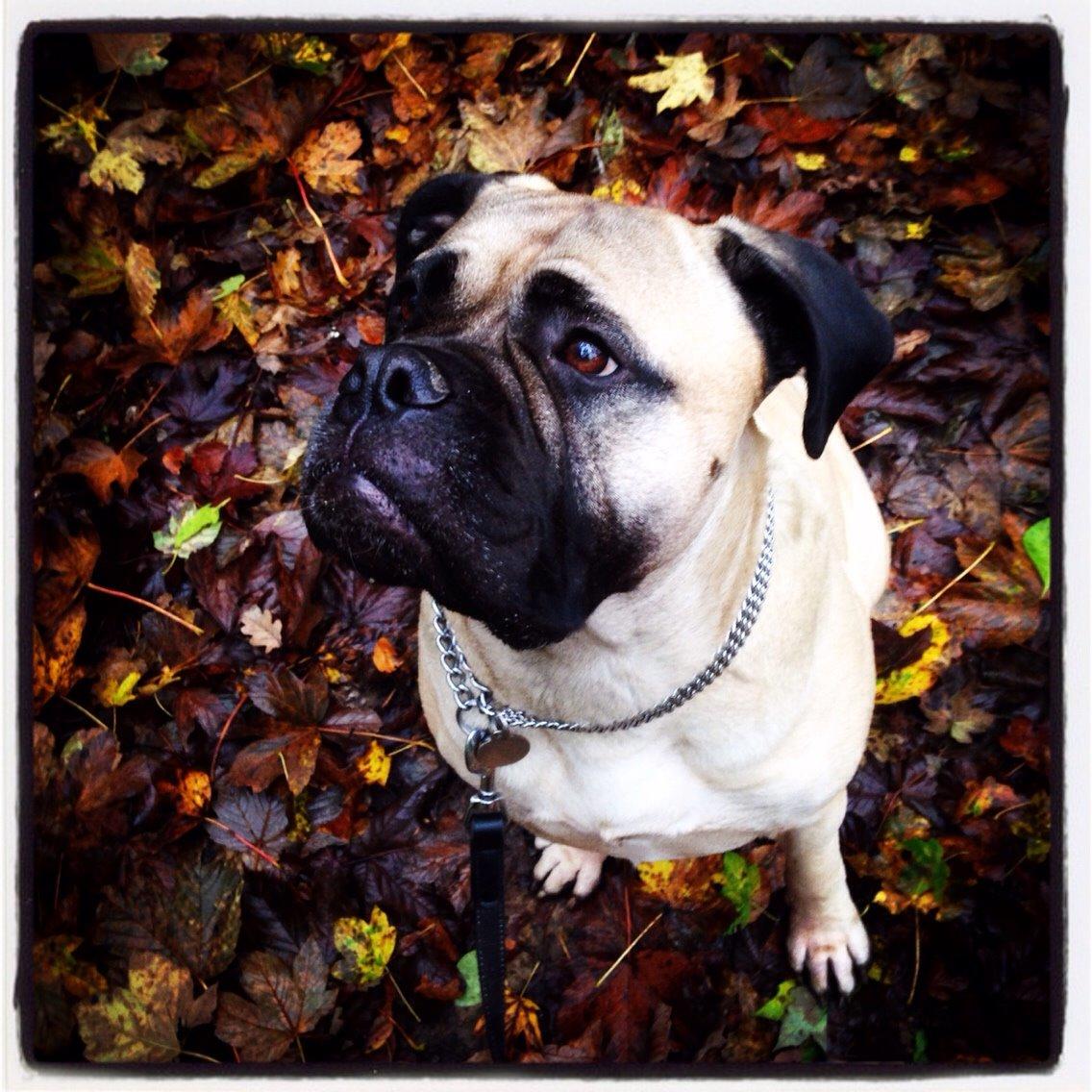 Bullmastiff Raya (Bullgrin's 'N Librrani No Mercy) billede 50