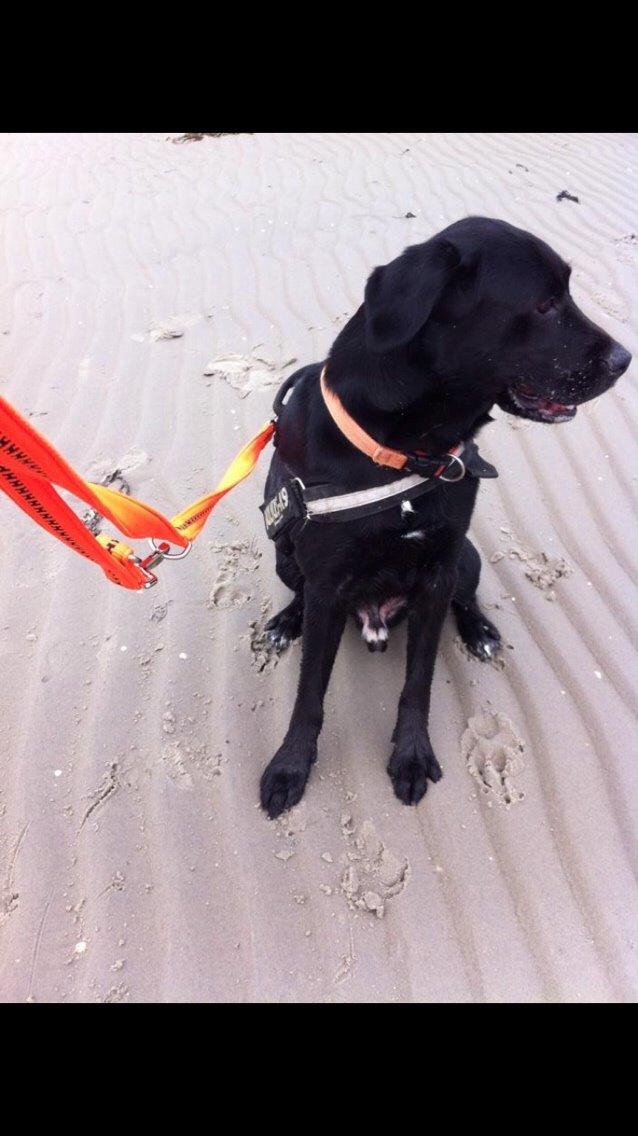 Labrador retriever Lucky billede 11