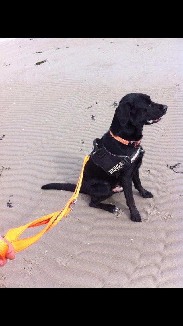 Labrador retriever Lucky billede 10