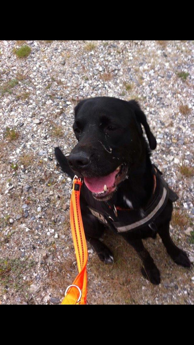 Labrador retriever Lucky billede 13