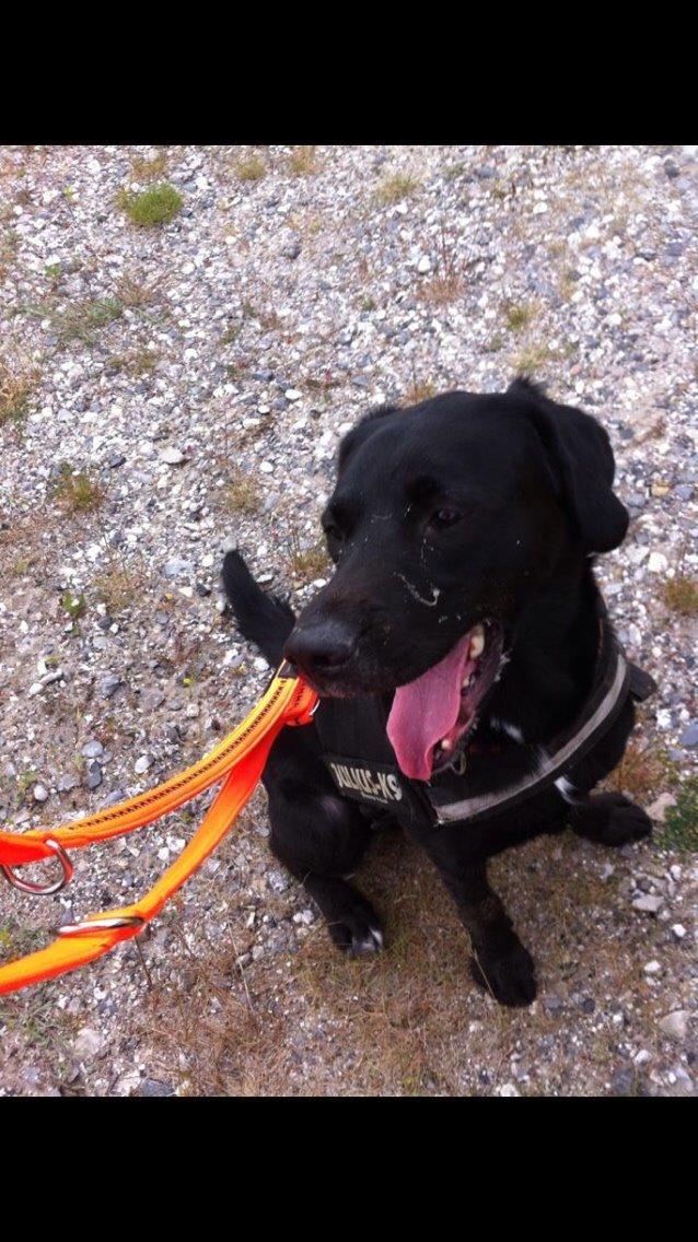 Labrador retriever Lucky billede 12