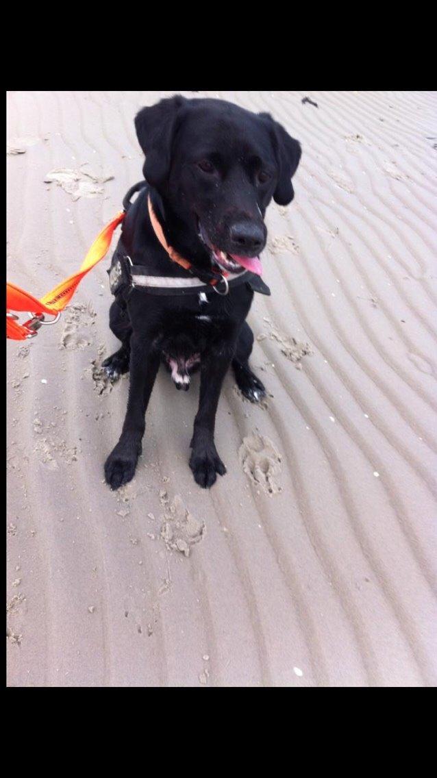 Labrador retriever Lucky billede 14