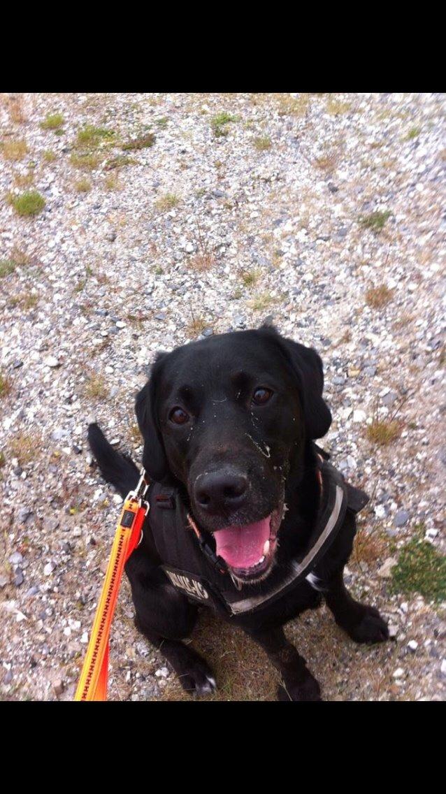 Labrador retriever Lucky billede 15