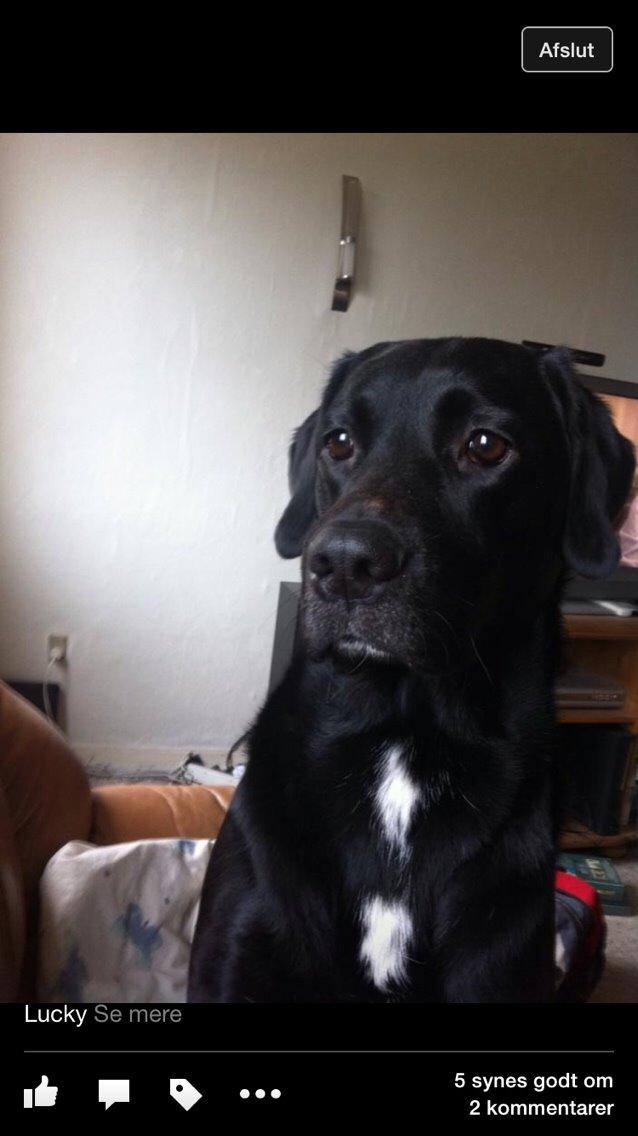 Labrador retriever Lucky billede 16