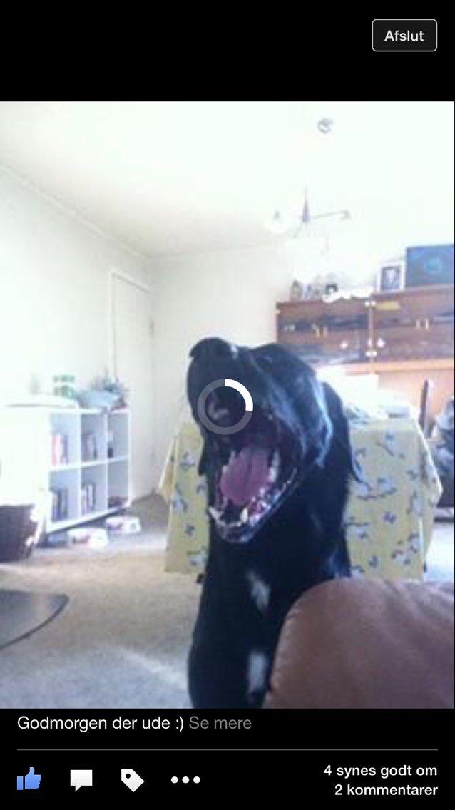 Labrador retriever Lucky billede 17