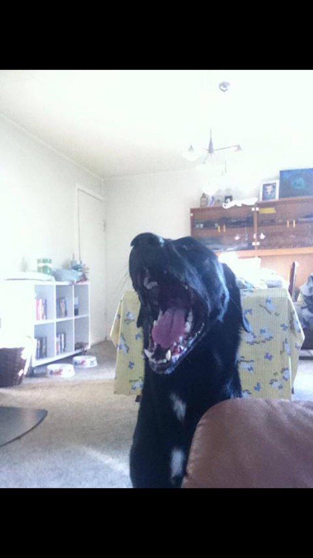 Labrador retriever Lucky billede 18