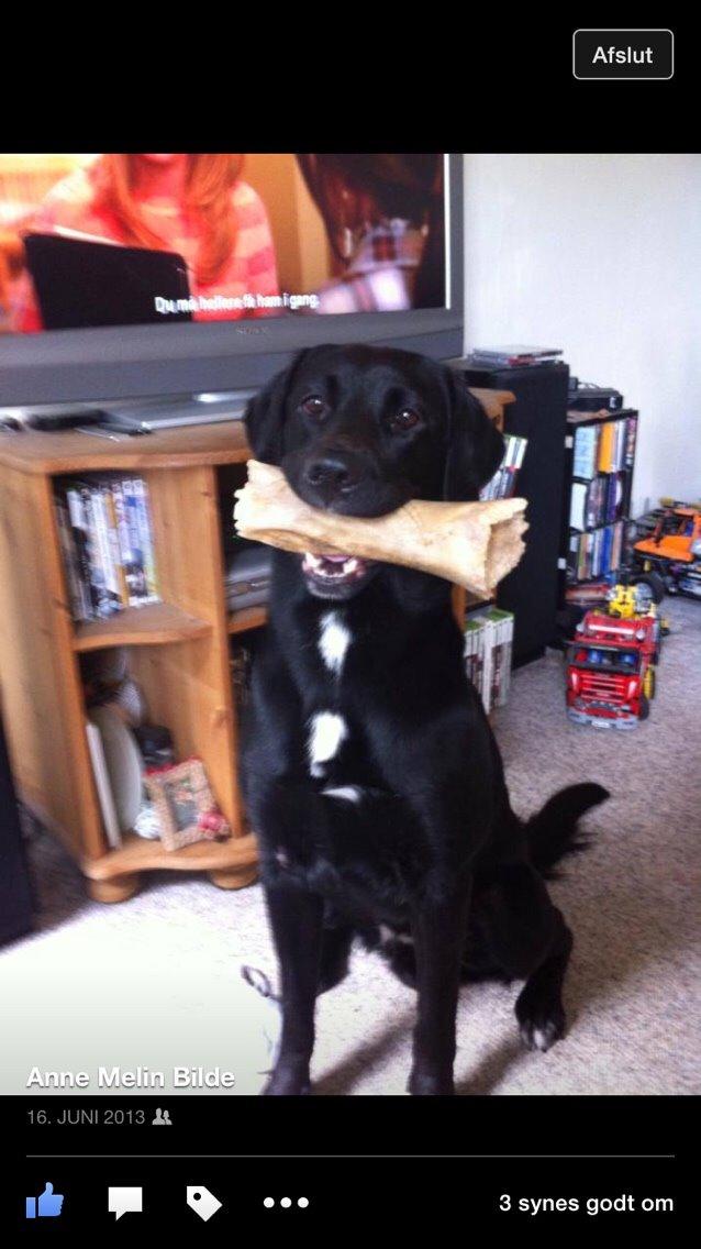 Labrador retriever Lucky billede 19