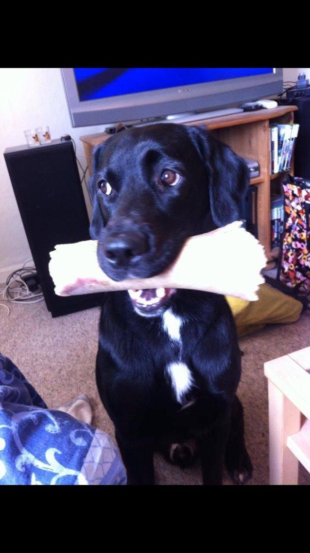 Labrador retriever Lucky billede 20