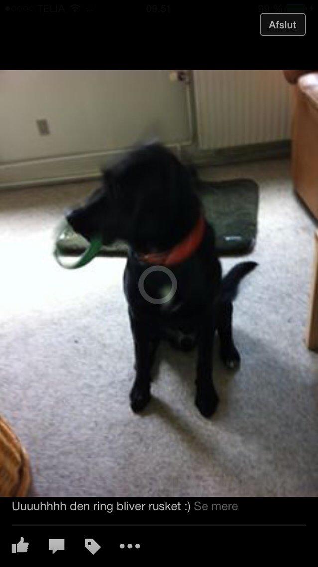 Labrador retriever Lucky billede 23