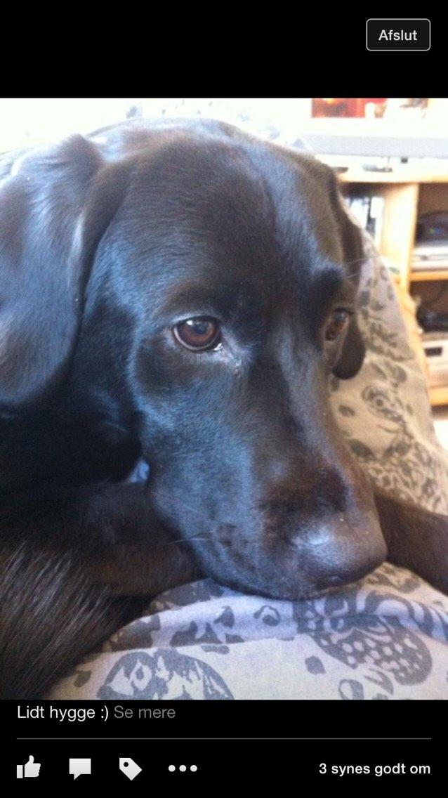 Labrador retriever Lucky billede 21