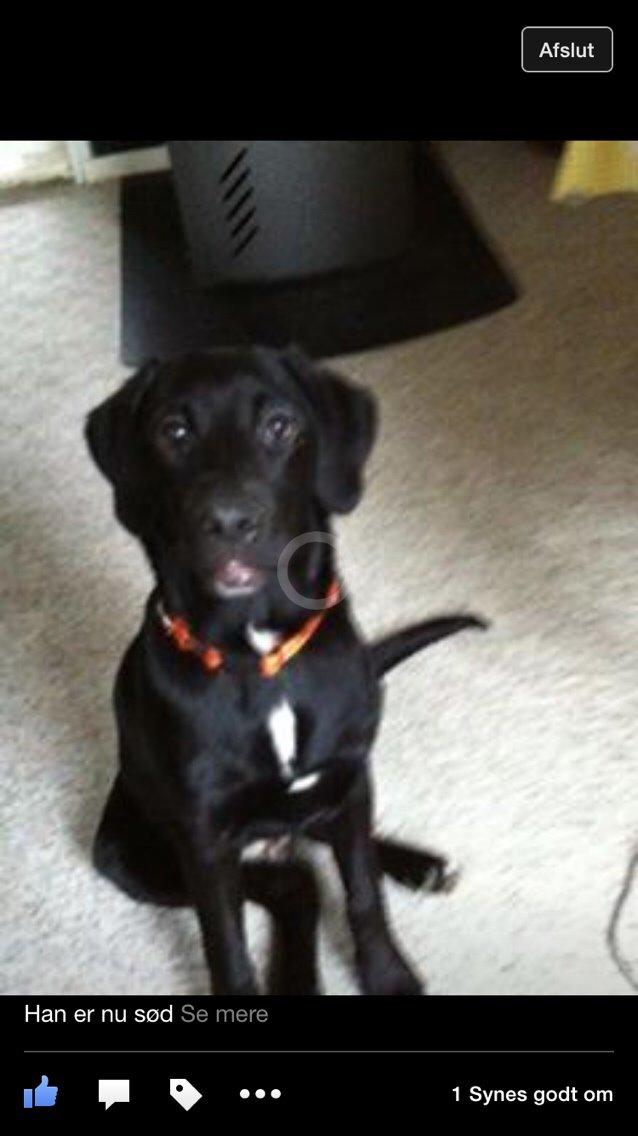 Labrador retriever Lucky billede 2