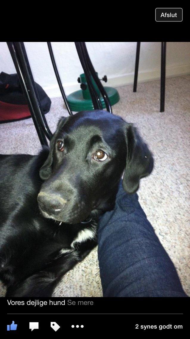 Labrador retriever Lucky billede 3