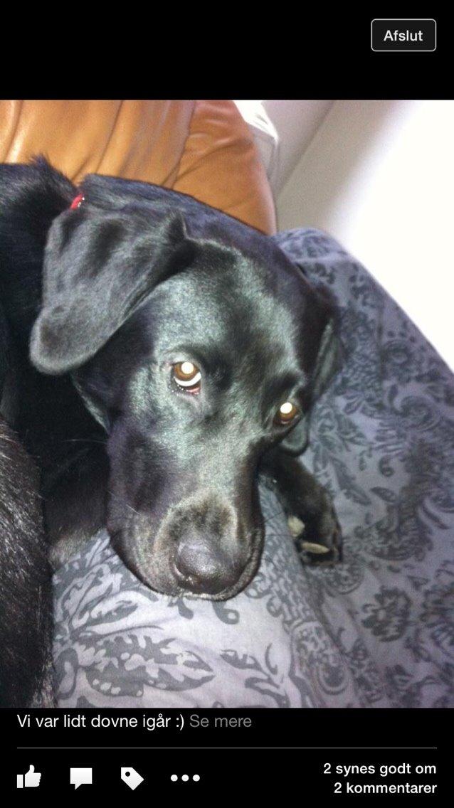Labrador retriever Lucky billede 4