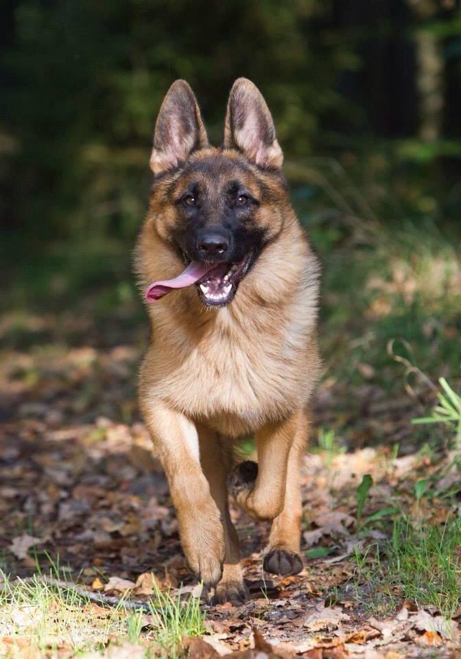 Schæferhund Hamsel's Selma billede 1