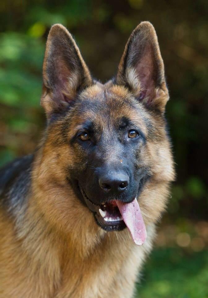 Schæferhund Hamsel's Selma billede 2