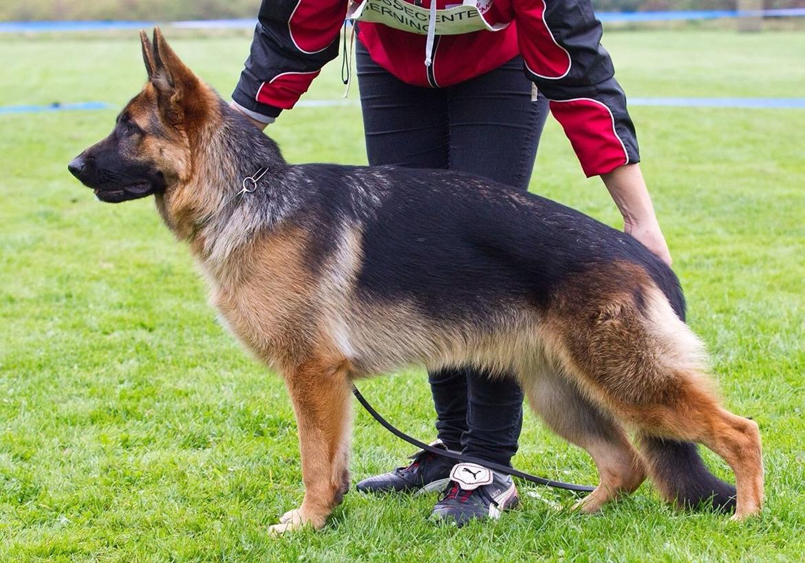 Schæferhund Hamsel's Selma billede 3