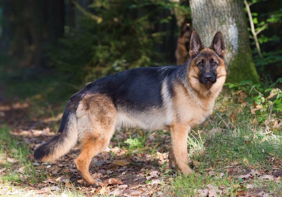 Schæferhund Hamsel's Selma billede 4