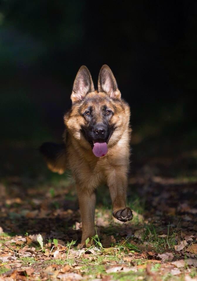 Schæferhund Hamsel's Selma billede 5