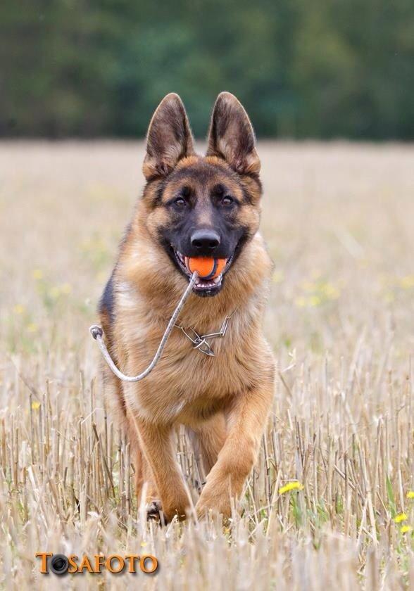 Schæferhund Hamsel's Selma billede 6