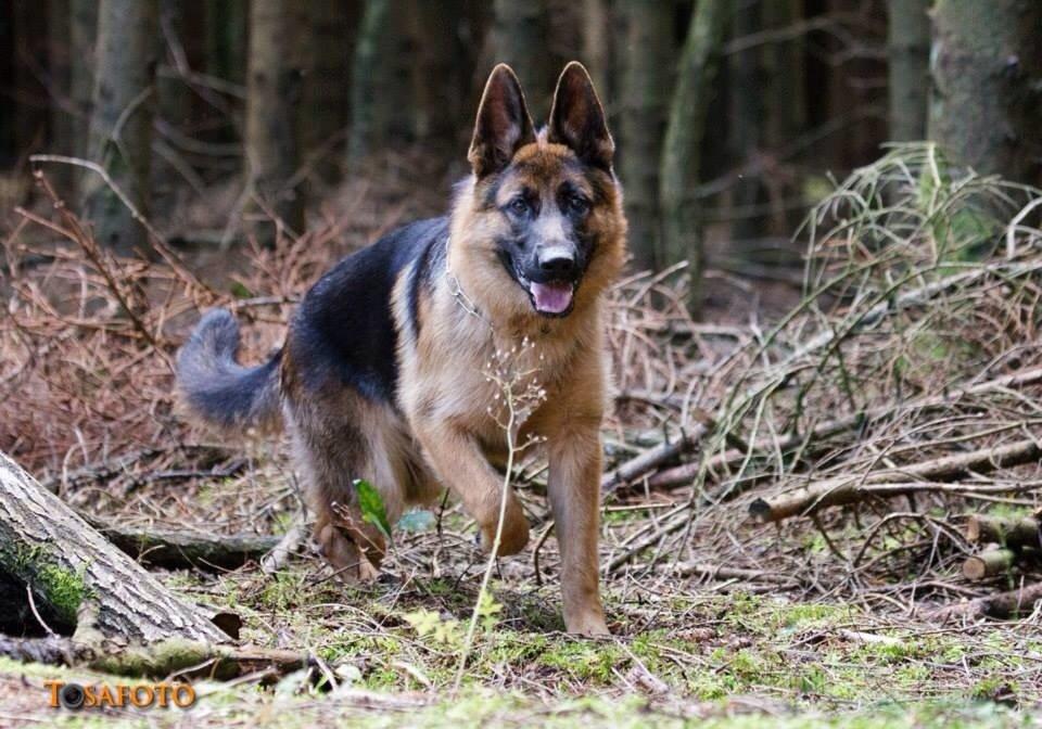 Schæferhund Hamsel's Selma billede 7