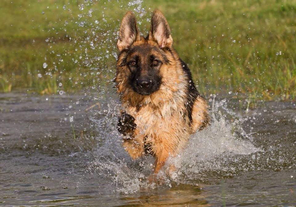 Schæferhund Hamsel's Selma billede 8