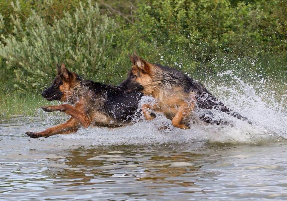 Schæferhund Hamsel's Selma billede 9
