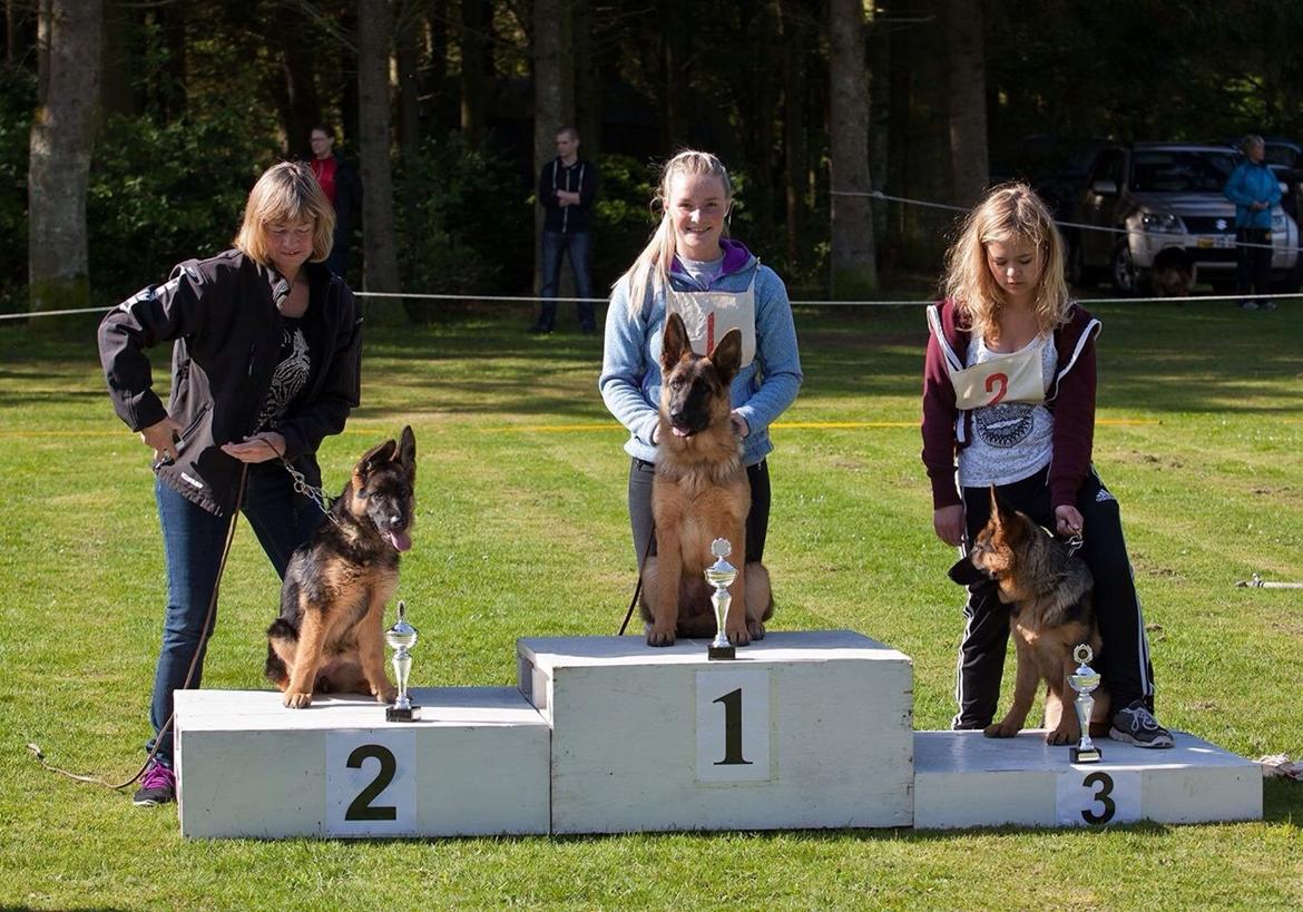 Schæferhund Hamsel's Selma billede 10