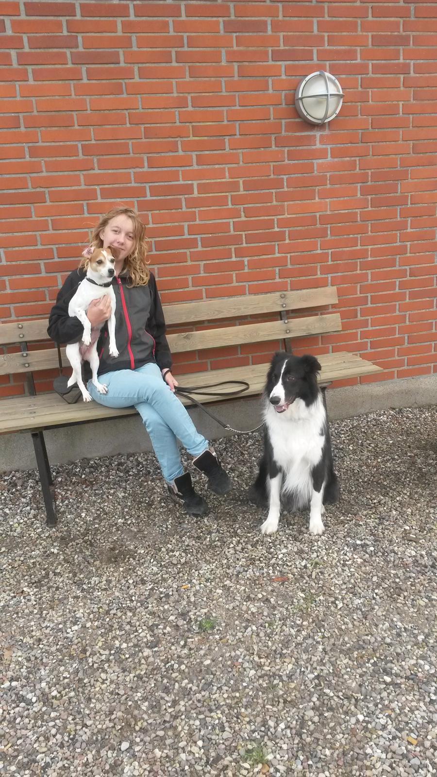 Border collie Kato - Mig, Kato og Ida hygger. billede 1